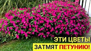 ЭТИ цветы ЗАТМЯТ ПЕТУНИЮ! Растут БЕЗ УХОДА. Цветут до ЗАМОРОЗКОВ! Посадите- НЕ пожалеете!