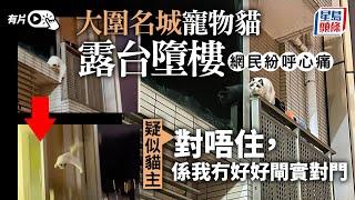 有片｜大圍名城寵物貓露台失足墮樓 疑似貓主：對唔住，係我冇好好閘實對門｜星島頭條新聞｜墮樓｜貓隻｜露台｜簷篷｜鎖緊門窗｜大圍｜名城