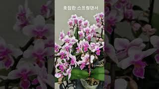 호접란 스프링댄서 #phalaenopsis#orchid #꽃 #flowers #호접란