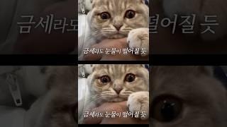 고양이 윤기는 왜 울까?