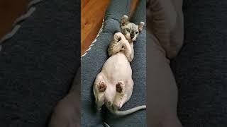 Cute Elf Kitten