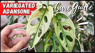 VARIEGATED ADANSONII // Care Guide