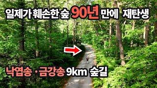 드디어 9km 금강송 낙엽송 숲길 복원정체불명의 고대 사원 ? 진실알고 충격!