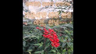 중독탈출 꼴까닥 산악구보 -수목원 아랫길 30분 컷 : D