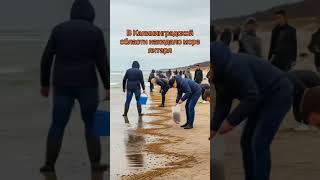 В Калининградской области море раскидало янтарь  #калининград
