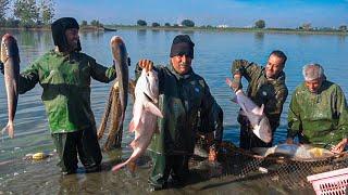 Big catch of traditional fishing in northern Iran