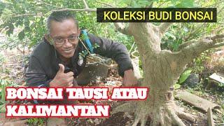 BONSAI TAUSI ATAU BONSAI KALIMANTAN KOLEKSI BUDI BONSAI