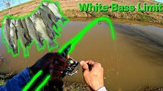 Creek Fishing Madness! Catching a White Bass LIMIT Fast!