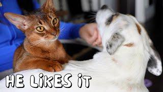 One does not simply refuse a kitten's friendship | Ep 27