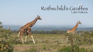 Rothschild's giraffes in Lake Nakuru National Park - Kenya 4K