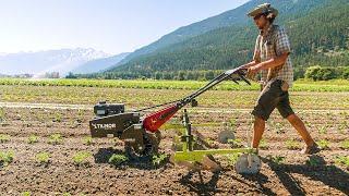 Tilmor WORKS! - Power Ox Spring Hoe Cultivation