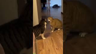 Funny Cats 2025  Will Cheer you Up  #catslife Episode 6981