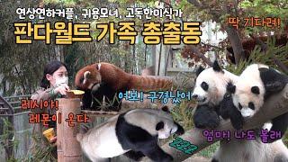 에버랜드 판다월드 ep25 윽 넘 귀여워ㅠㅠ 레서판다부터 자이언트 판다까지 판다월드 공식 귀요미 5인방 아니 5판방 총출동! (러바오, 아이바오, 푸바오, 레시, 레몬)