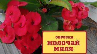 Молочай Миля. Обрезка. Как я обрезаю молочай Миля.