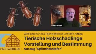 Der Splintholzkäfer / Parkettkäfer - Holzschädlinge