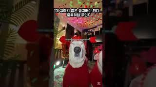 "이 강아지 춤은 금지해야 한다... 중독적임 주의!" #댄스 #kpop #애완동물 #귀여운 #강아지  #크리스마스 #쇼츠