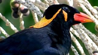 Common Hill Myna - Shrilling calls, fruit-picking and close-up view