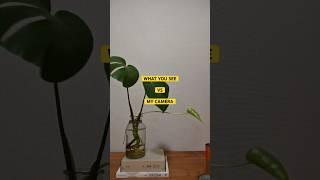 what you see vs my camera-Green plants#nikon #Z6Ⅱ#PhotographyLighting