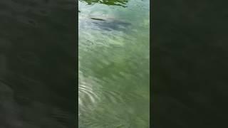 I swam with manatees #vlog