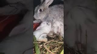 rabbit feeding milk to their babies #shorts