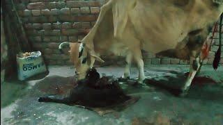 Sudam Sriya vlog is live  cow milking vlog