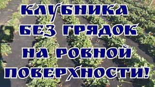 "КАК ПОСАДИТЬ КЛУБНИКУ НА АГРОСПАН, НЕ ИСПОЛЬЗУЯ ВЫСОКИЕ ГРЯДКИ! "