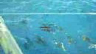 Freeswimming Bluefin @Port Lincoln.