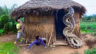 Anaconda Snake Attack Boys In Forest | An Anaconda Snake Attack Brief Story