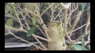 48 Year Old Rescued European Olive Specimen Bonsai Tree