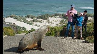 Seal Bay Conservation Park Wildlife Tour, Kangaroo Island, South Australia