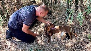 Abandoned chained mom with seven newborn puppies | Full rescue