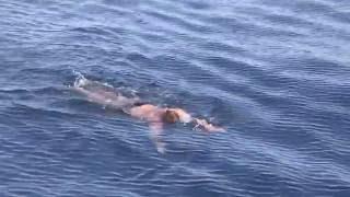 Ed Williams North Channel Swim August 2016