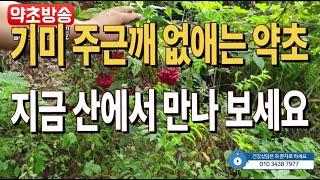 #기미#주근깨#기미없애는연고#딱총나무효능#골다공증#골절치료[약초방송]