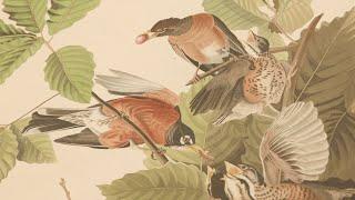 Audubon's astonishing 'Birds of America'