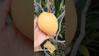 Honey Gold Mango plant available in stock GreenLand Nursery India, ️8918494093, check part -2 video