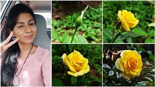 Satisfying Transition from  bud to a beautiful Rose|Shades of Mine|Beautiful rose flower pictures