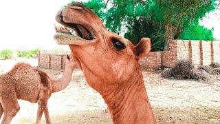 Dangerous Camel Attack || Camel Of Thar Official