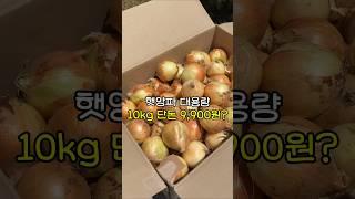 양파 대용량으로 쟁여놓으세요 #양파 #돌쇠네농산물