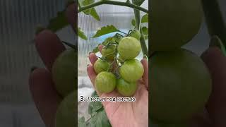 Что срезать у томатов?