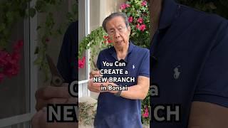 How to Force a NEW Branch to Grow on Your Bonsai #bonsai #bonsaitree #gardening #plants #shorts