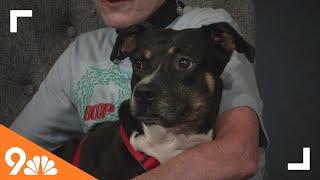 Petline9: Meet Nancy at Maxfund Animal Shelter