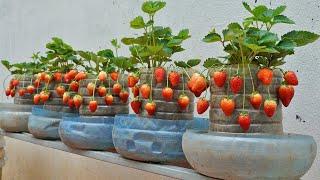 [Home Gardening] Are you surprised? The Secret to Growing Strawberries for Year Round Fruit