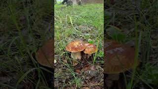 Аренда дома в Рыбинске | Дача на Рыбинском МОРЕ. Бронь +7(980)741-71-76