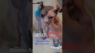 Sphynx Elf Domenant Blue odd eyes Program #sphynxworld #Sphynx