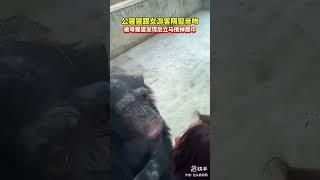 動物園裏的猩猩隔着玻璃和女遊客“親親”，看到母猩猩過來了，趕緊擦掉玻璃上的唇印