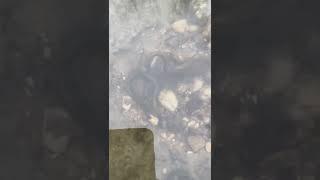 what are these and what are they doing? #fishing #flyfishing