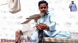 how to trap shikra bird-hawk trap- falcon trapping-دھوغزے کے ساتھ باشے پکڑنے کا  طریقہ