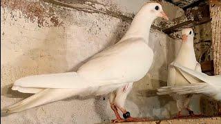 Голубятники говорят ты их рисуешь.\МАЛЫШИ\ Dove keepers of pigeons say that you paint them.