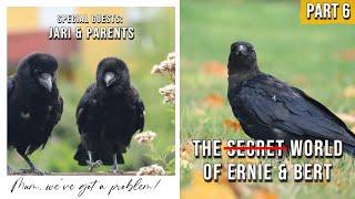 Very Cute! Baby Crows Clash Of Generations - The (Not So) Secret World of Ernie & Bert - PART 6