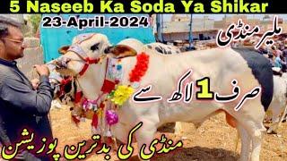 Malir Mandi Cattle Rates Update |23-April-2024 | Soda Par Soda Malir Mandi Update |Cow Mandi 2024